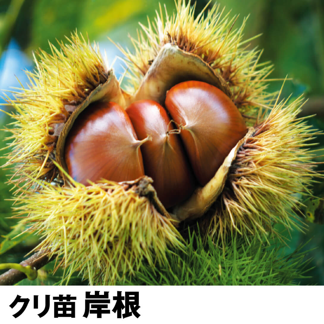 果樹苗 クリ 岸根 1株