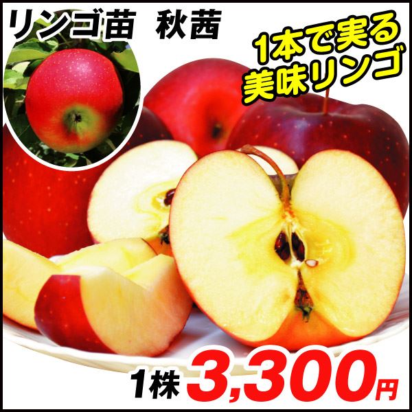 果樹苗 リンゴ 秋茜 1株
