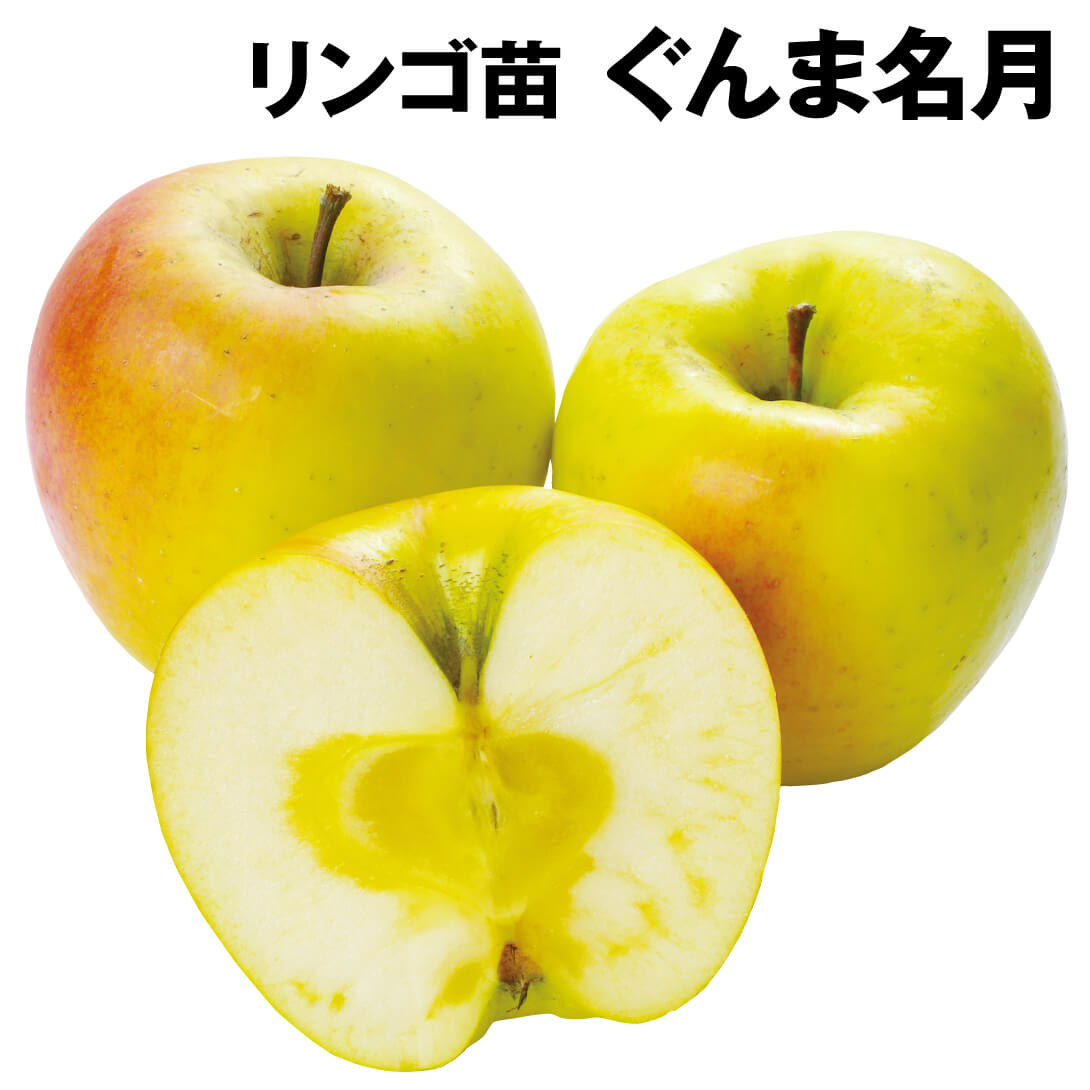 果樹苗 リンゴ ぐんま名月 1株