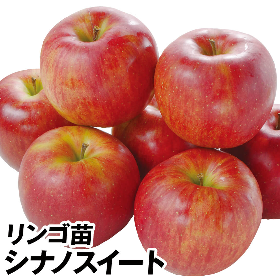 果樹苗 リンゴ シナノスイート 1株