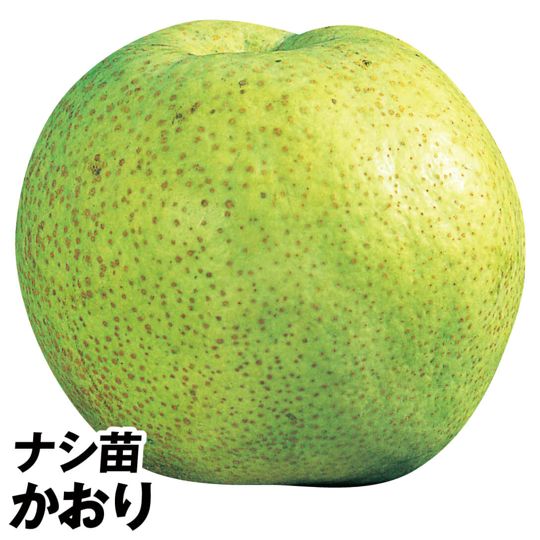 果樹苗 ナシ かおり 1株