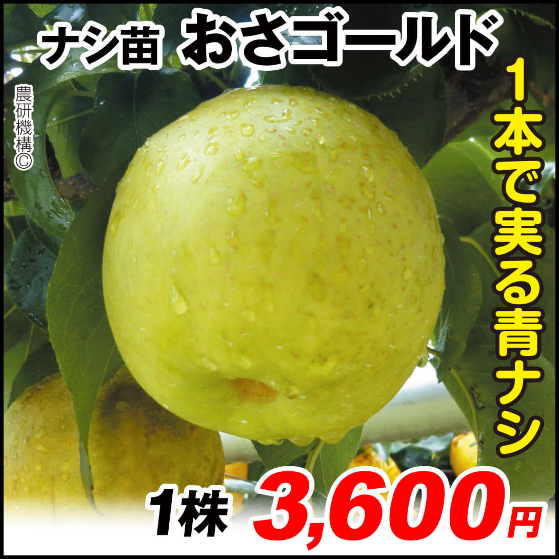 おさゴールド