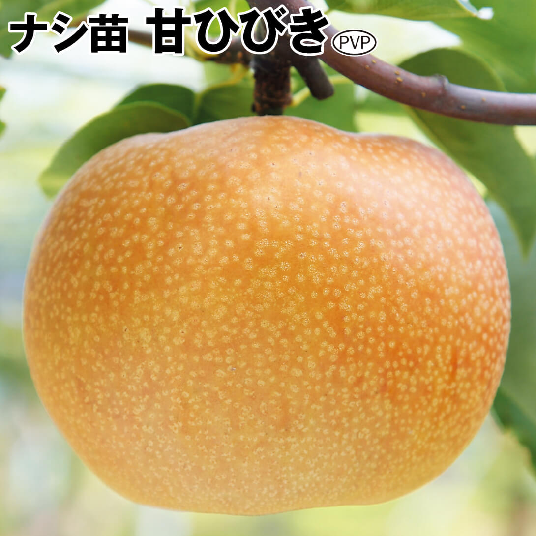 果樹苗 ナシ 甘ひびきPVP 1株