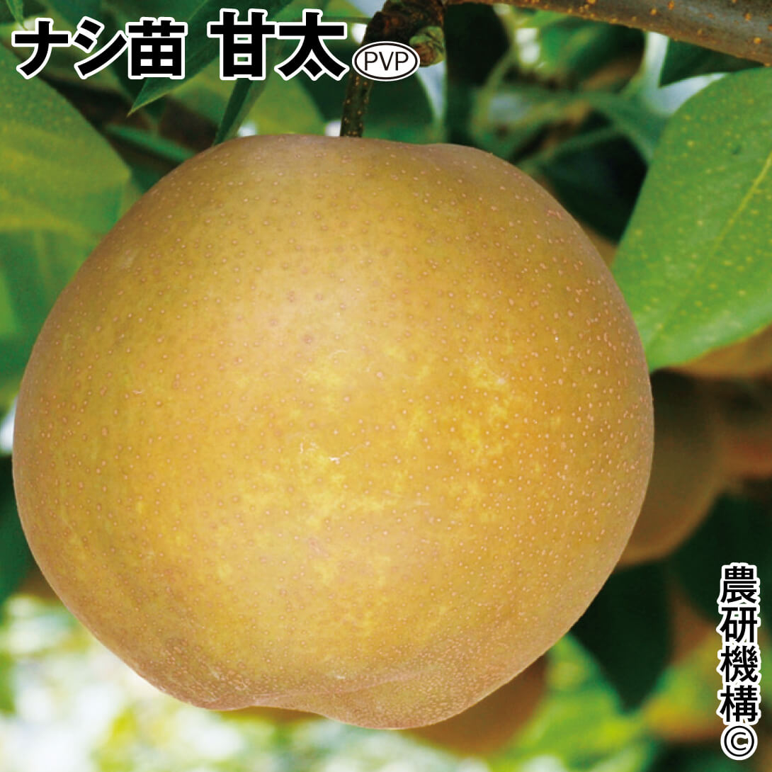 果樹苗 ナシ 甘太PVP 1株