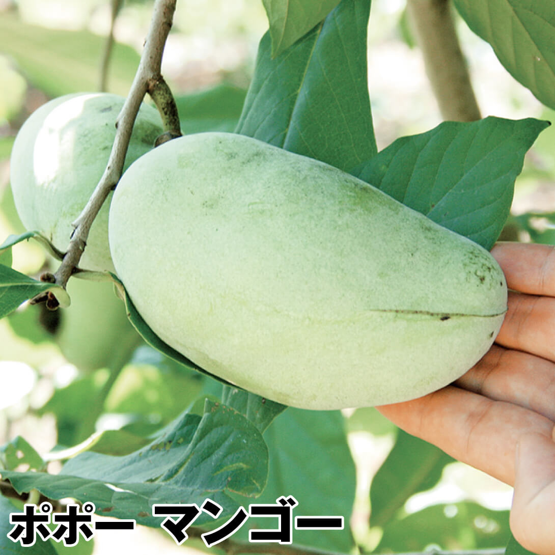 果樹苗 ポポー マンゴー 1株