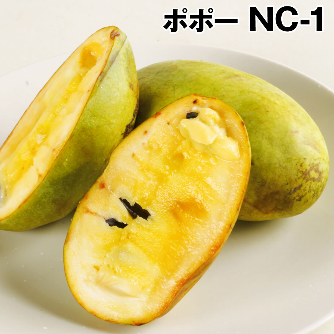果樹苗 ポポー NC-1 1株