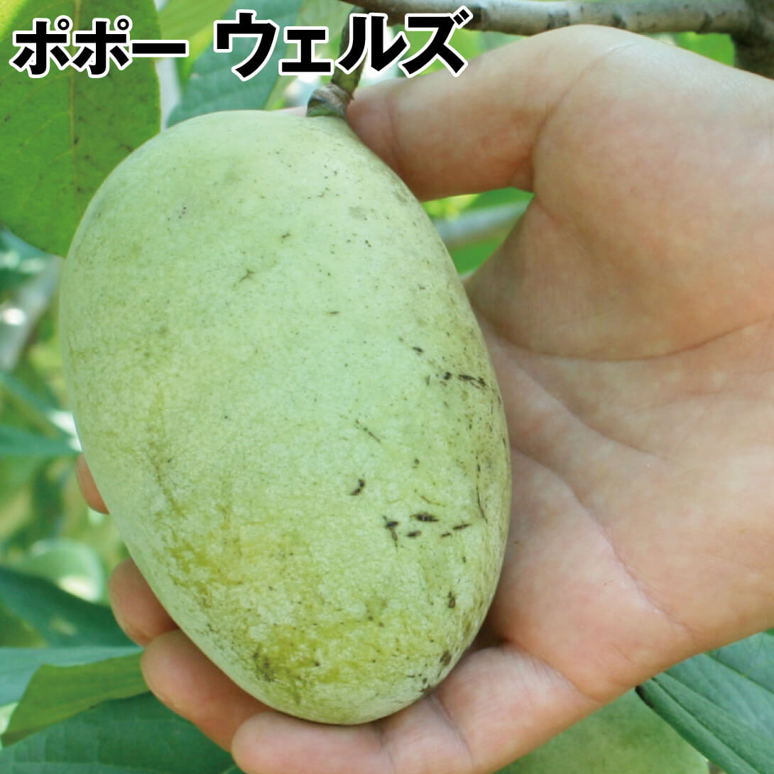 果樹苗 ポポー ウェルズ 1株