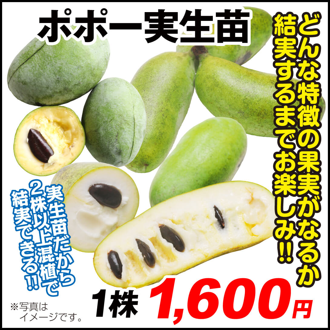 ポポー実生苗