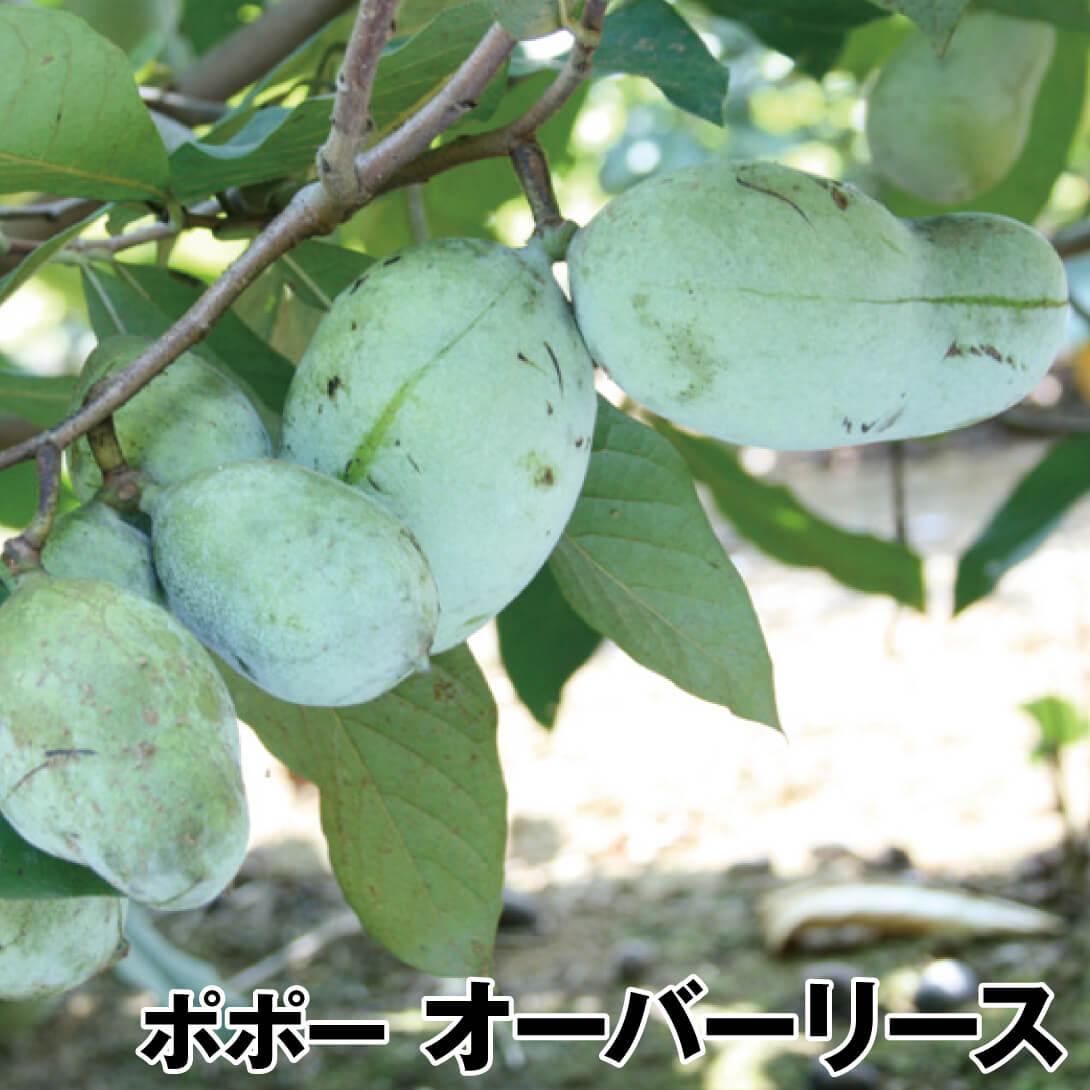 果樹苗 ポポー オーバーリース 1株