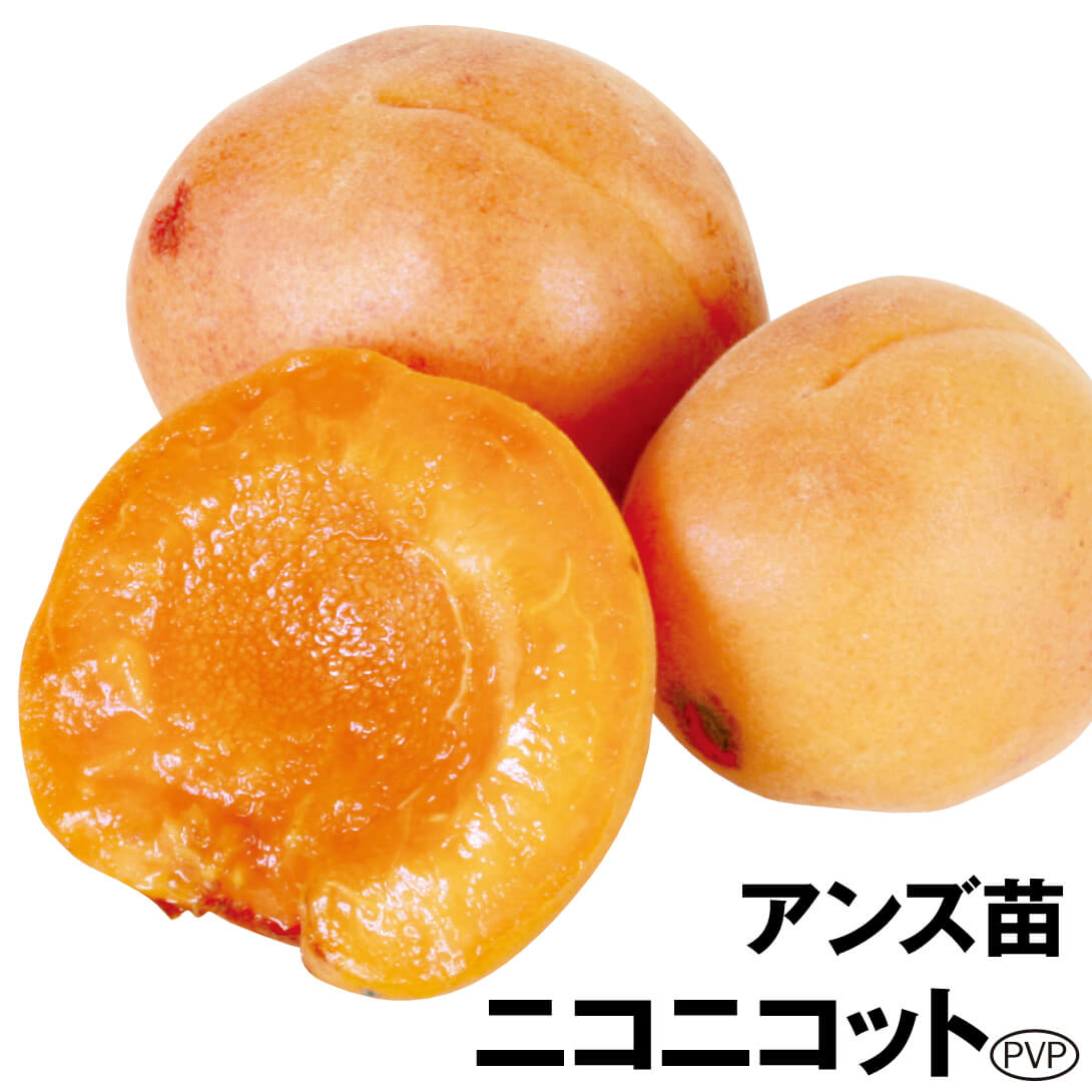 果樹苗 アンズ ニコニコットPVP 1株