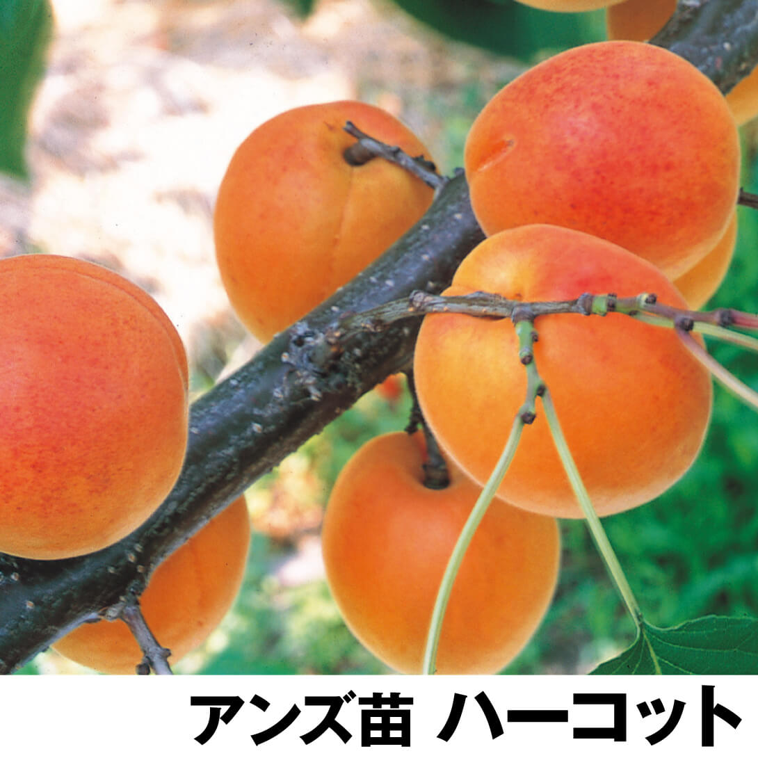 果樹苗 アンズ ハーコット 1株