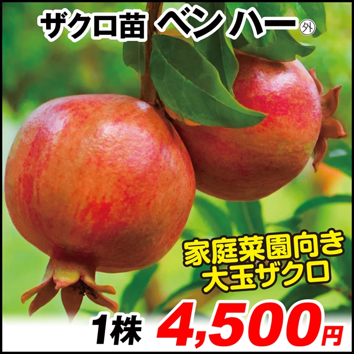 果樹苗 ザクロ ベン ハー(外) 1株