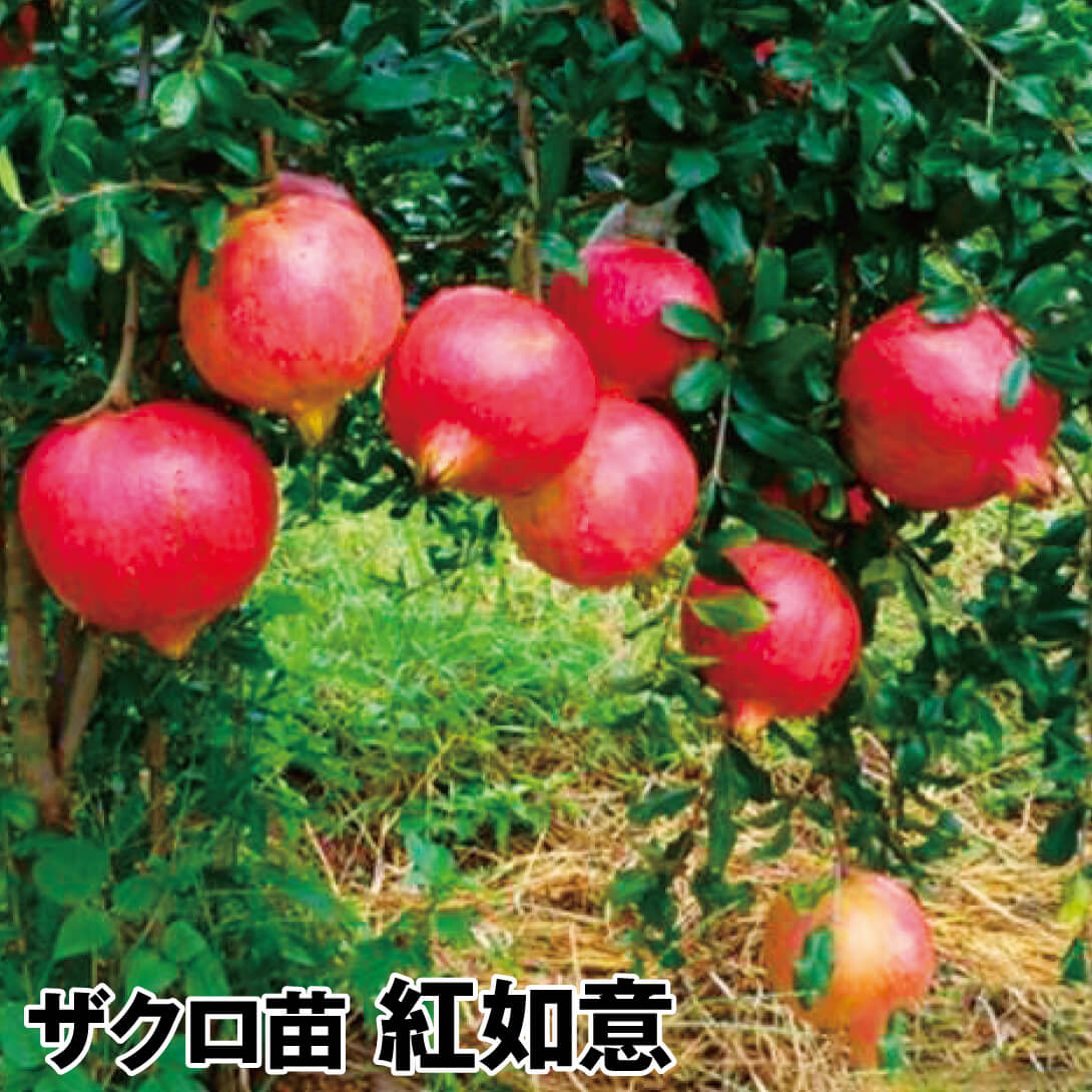 果樹苗 ザクロ 紅如意