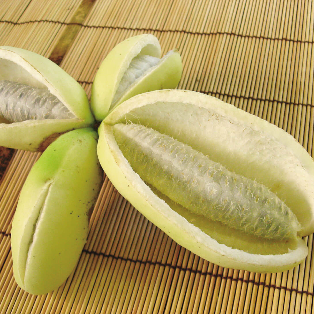 果樹苗 アケビ バナナアケビ 1株