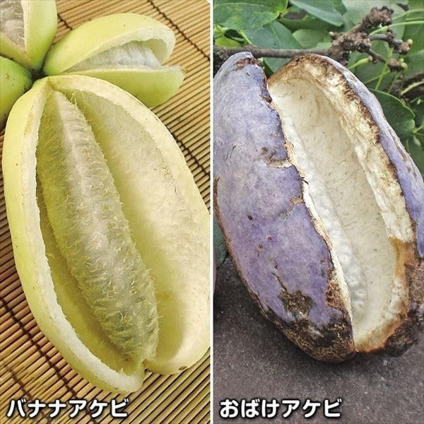 果樹苗 アケビ アケビセット 2種2株