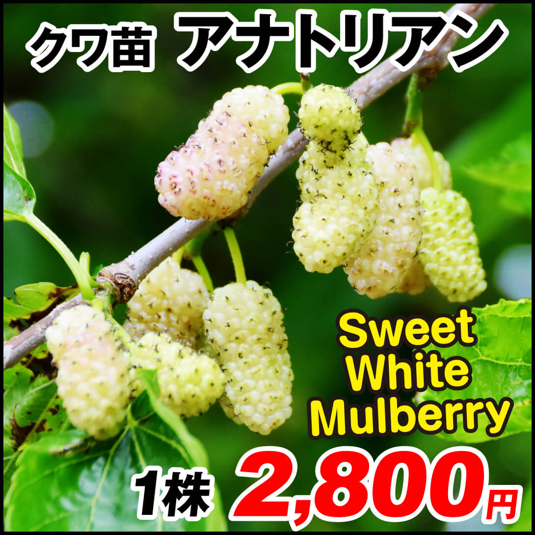 果樹苗 クワ アナトリアン 1株