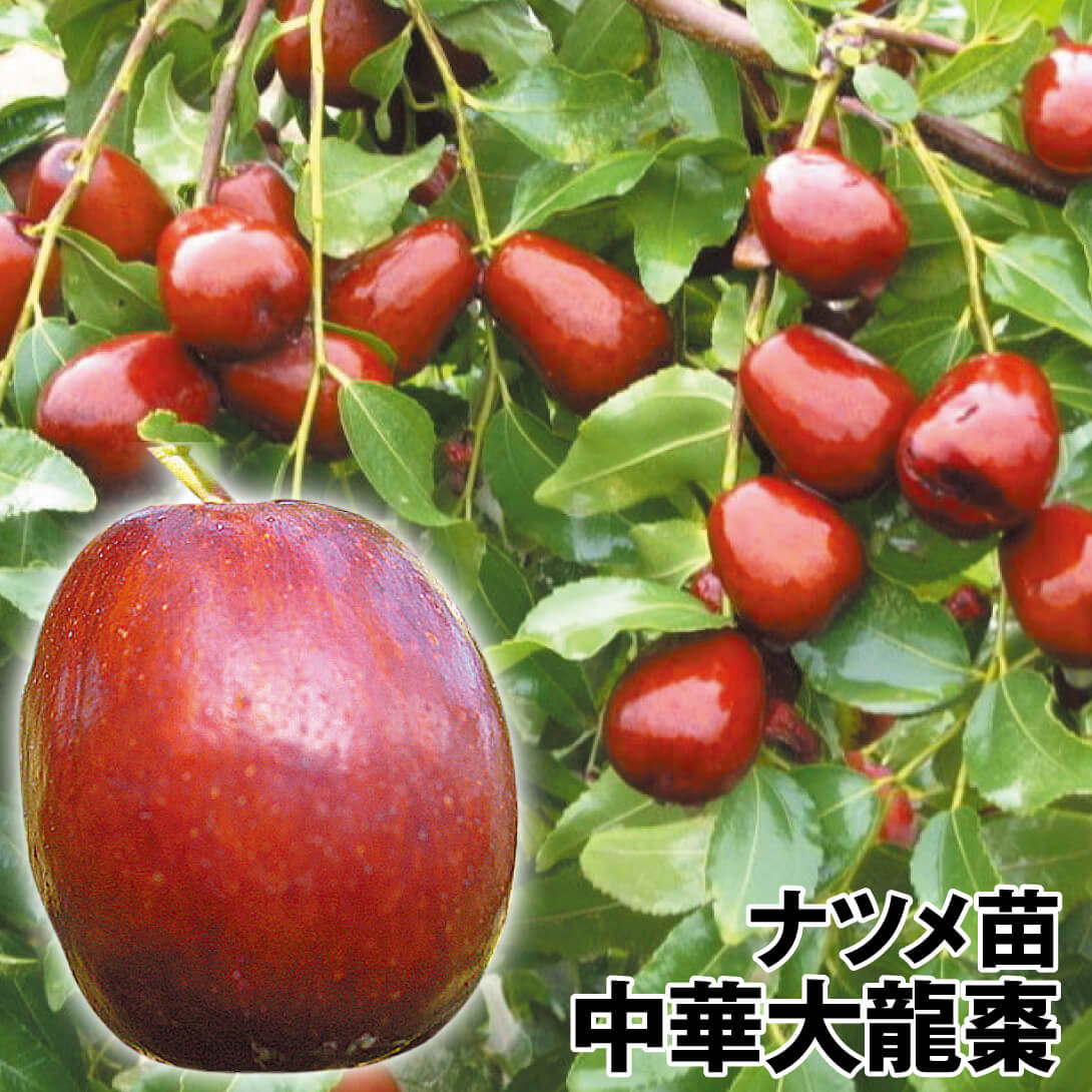 果樹苗 ナツメ 中華大龍棗