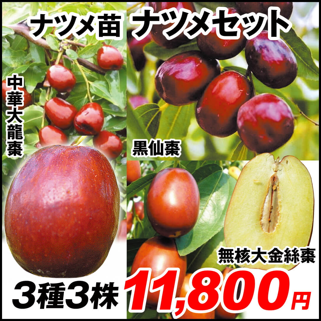 果樹苗 ナツメ ナツメセット 3種3株