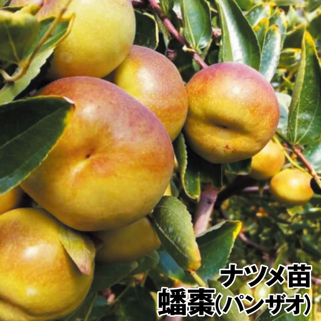 果樹苗 ナツメ 蟠棗(ぱんざお) 1株