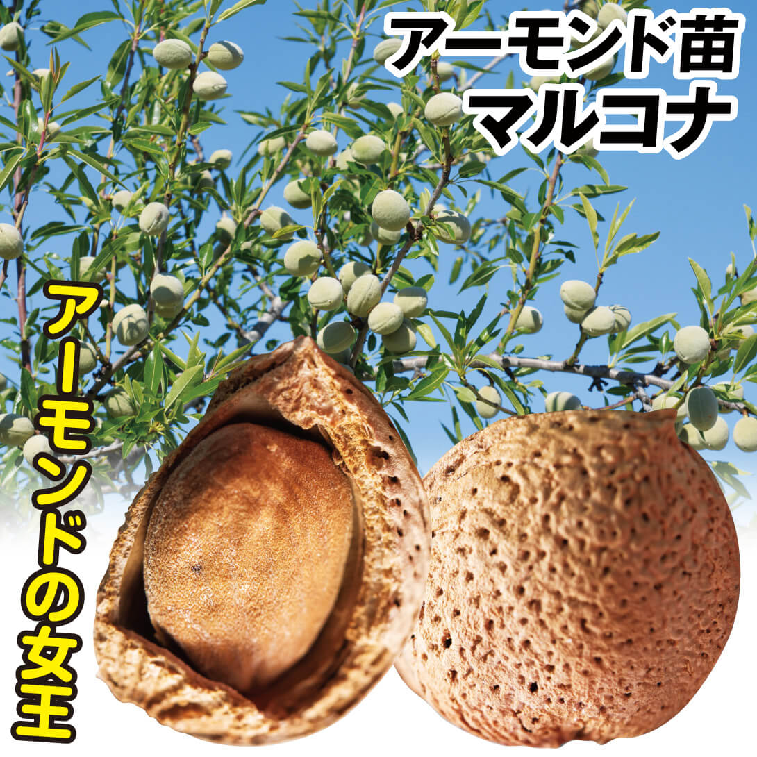 果樹苗 アーモンド マルコナ 1株