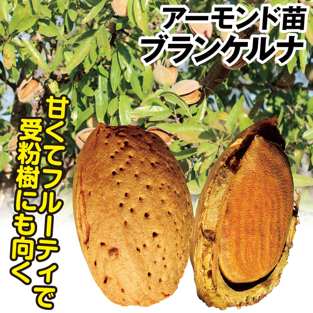 果樹苗 アーモンド ブランケルナ 1株