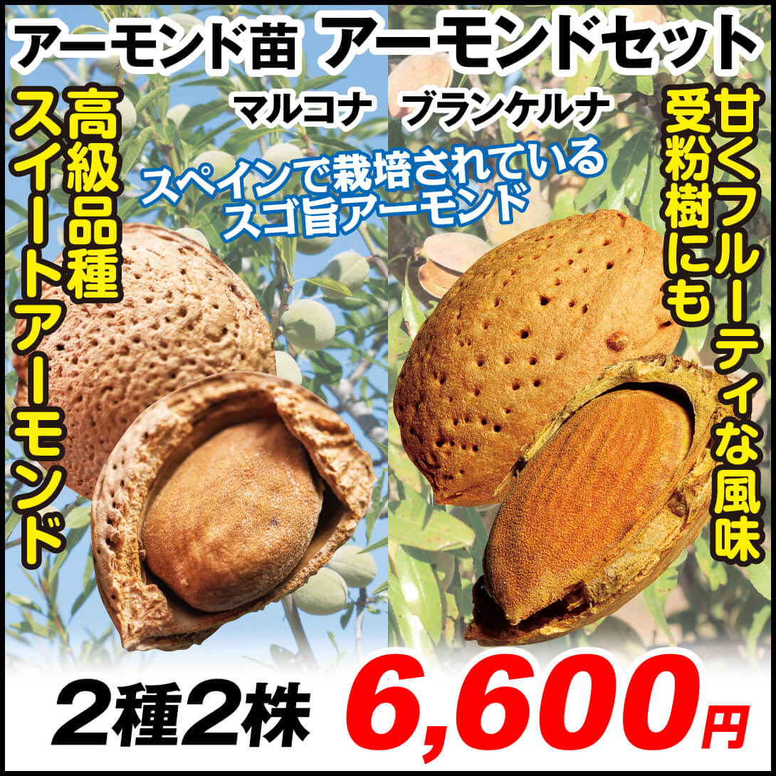 アーモンドセット