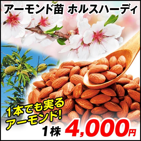 ホルスハーディ