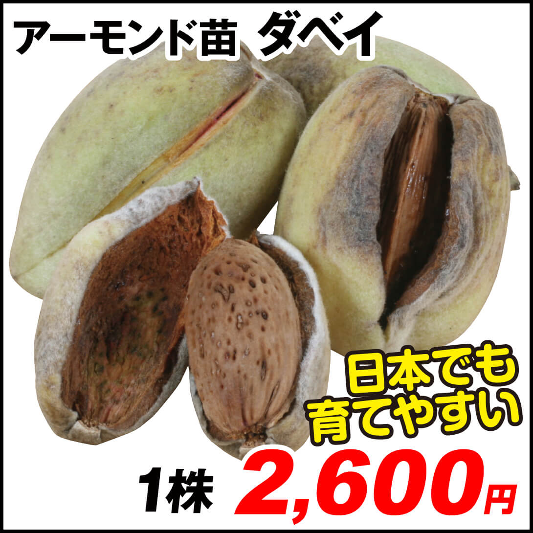 ダベイ