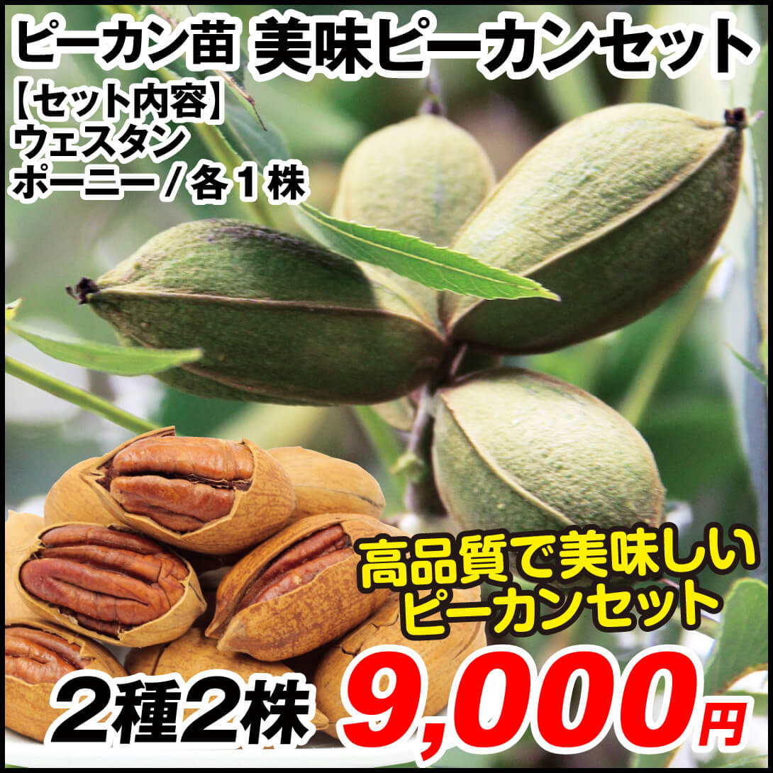 果樹苗 美味ピーカンセット 2種2株