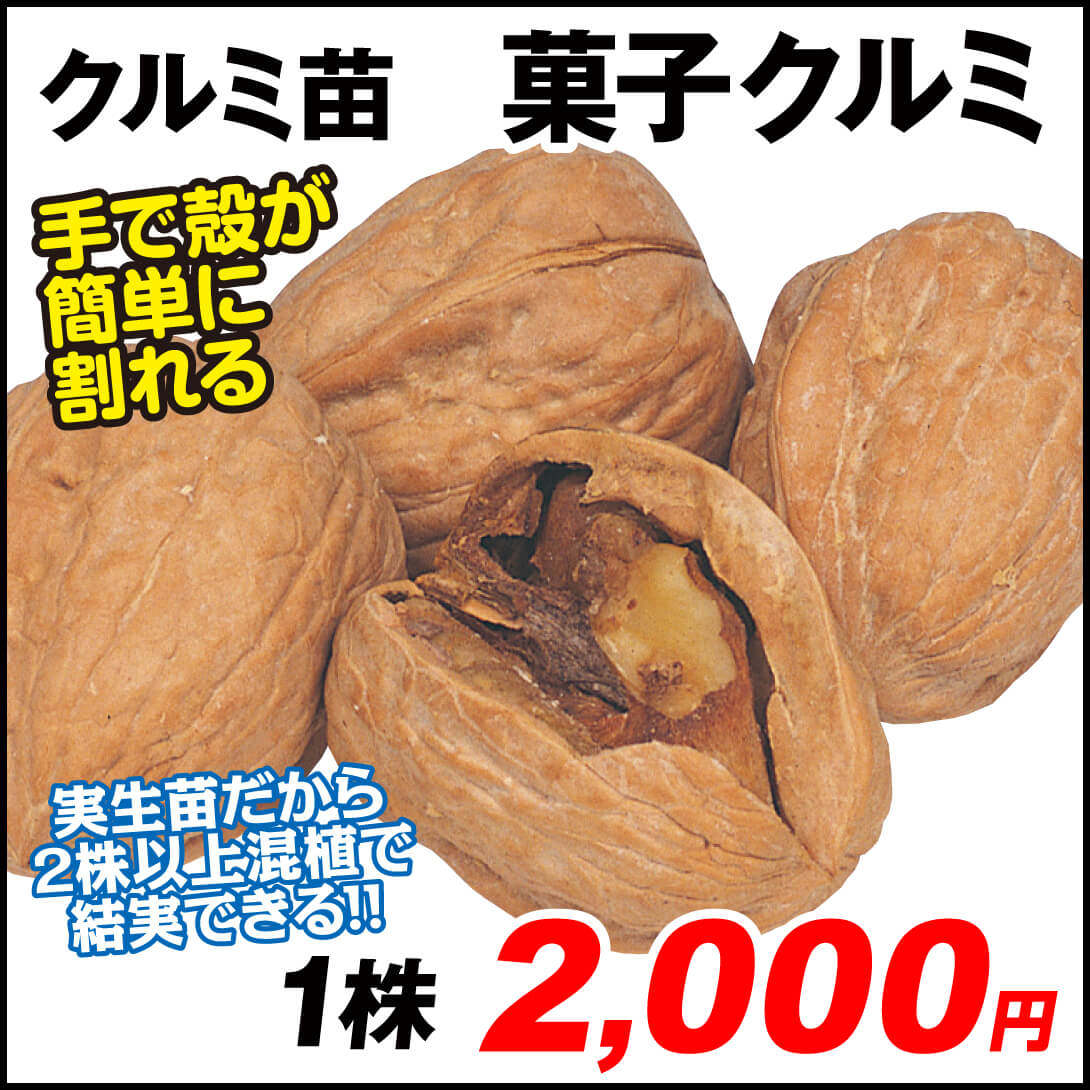 菓子クルミ