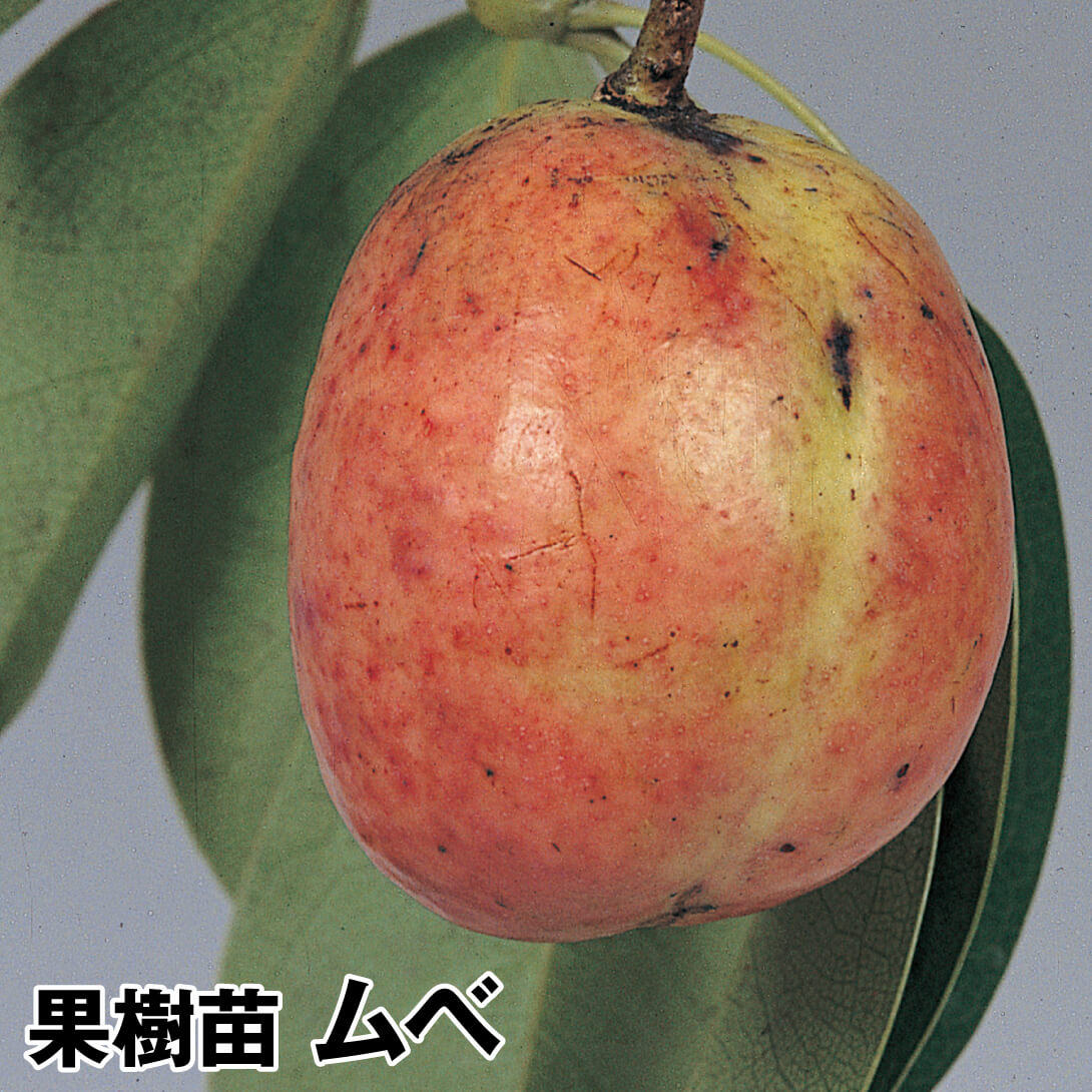 果樹苗 ムベ 1株