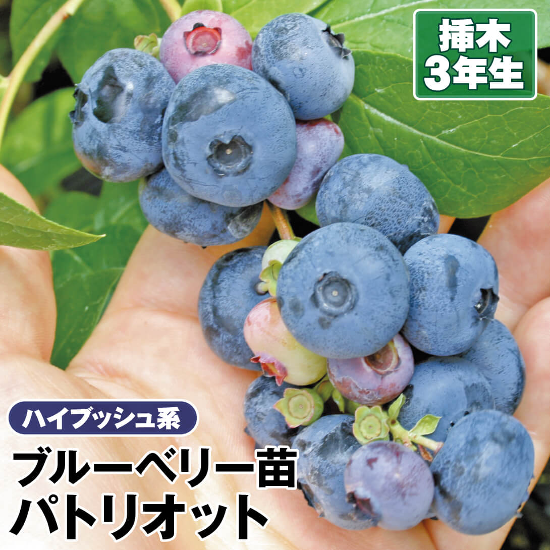 果樹苗 ハイブッシュ系ブルーベリー パトリオット 挿木3年生 1株
