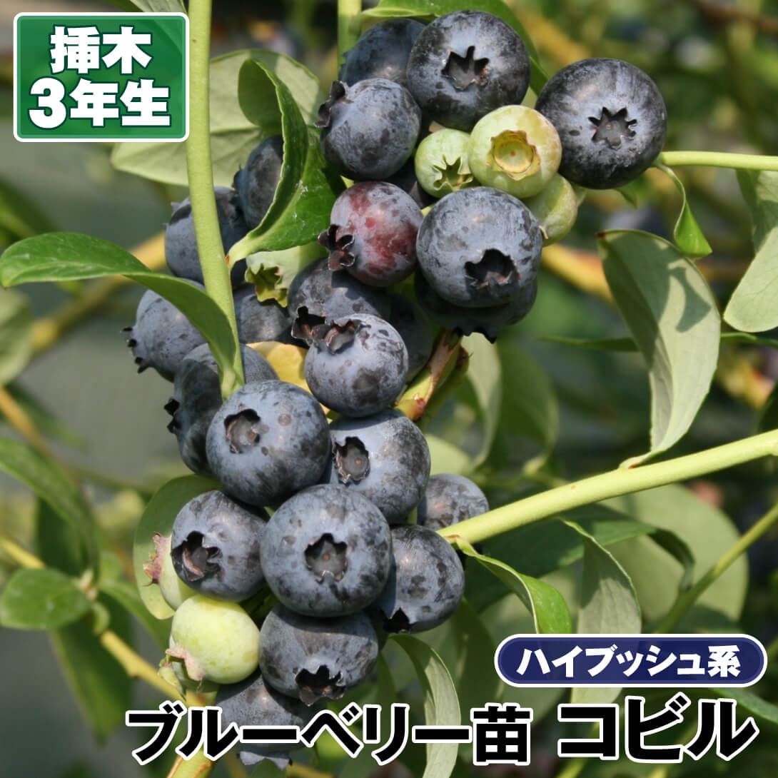 果樹苗 ハイブッシュ系ブルーベリー コビル 挿木3年生苗 1株