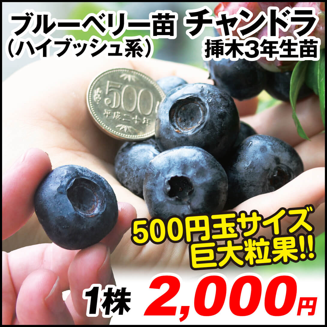 チャンドラ