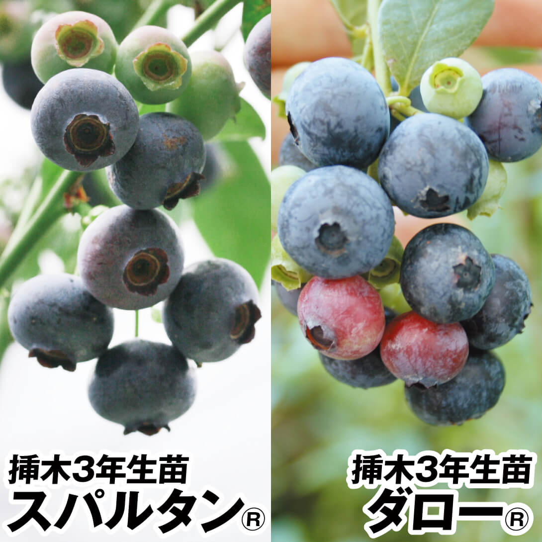 果樹苗 ブルーベリー 挿木美味ハイブッシュ系セット 2種2株