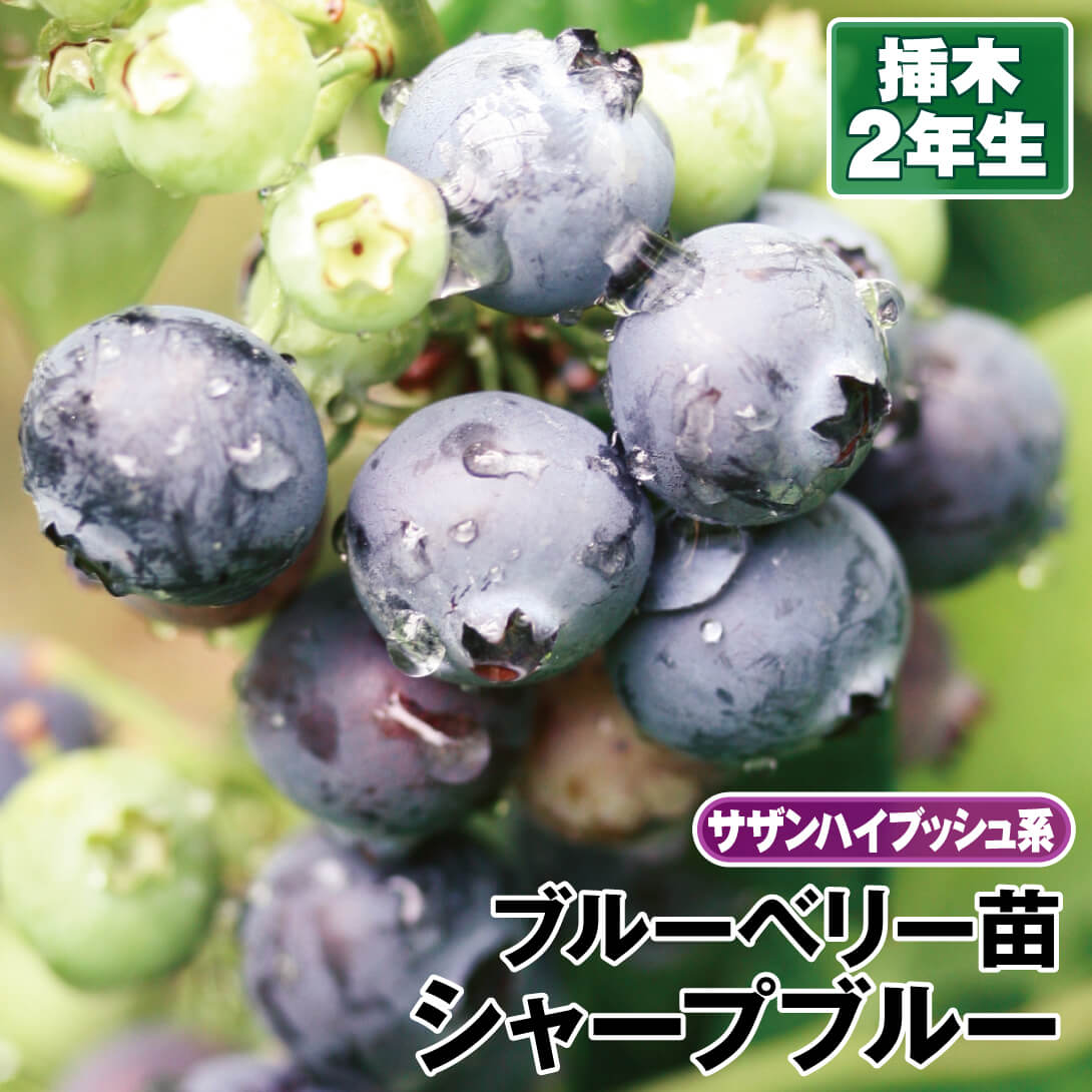 果樹苗 サザンハイブッシュ系 ブルーベリー シャープブルー 挿木2年生苗 1株