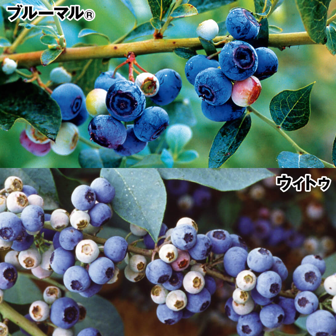 果樹苗 ブルーベリー 豊産ラビットアイ系セット 2種2株