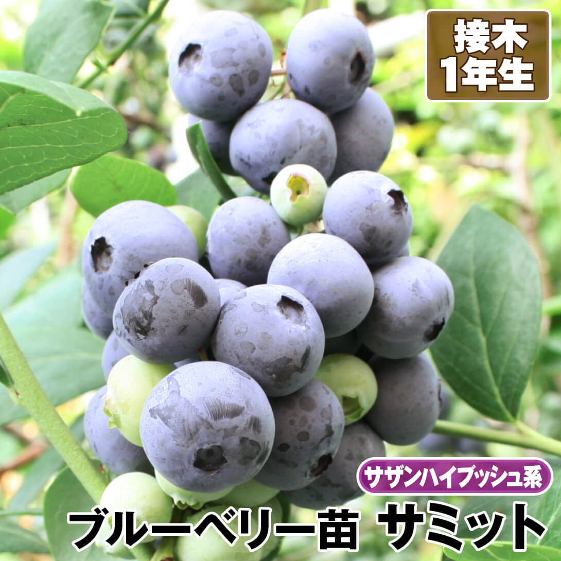 果樹苗 サザンハイブッシュ系 ブルーベリー サミット 接木1年生苗 1株