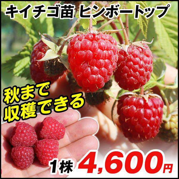 果樹苗 キイチゴ ラズベリー ヒンボートップ 1株
