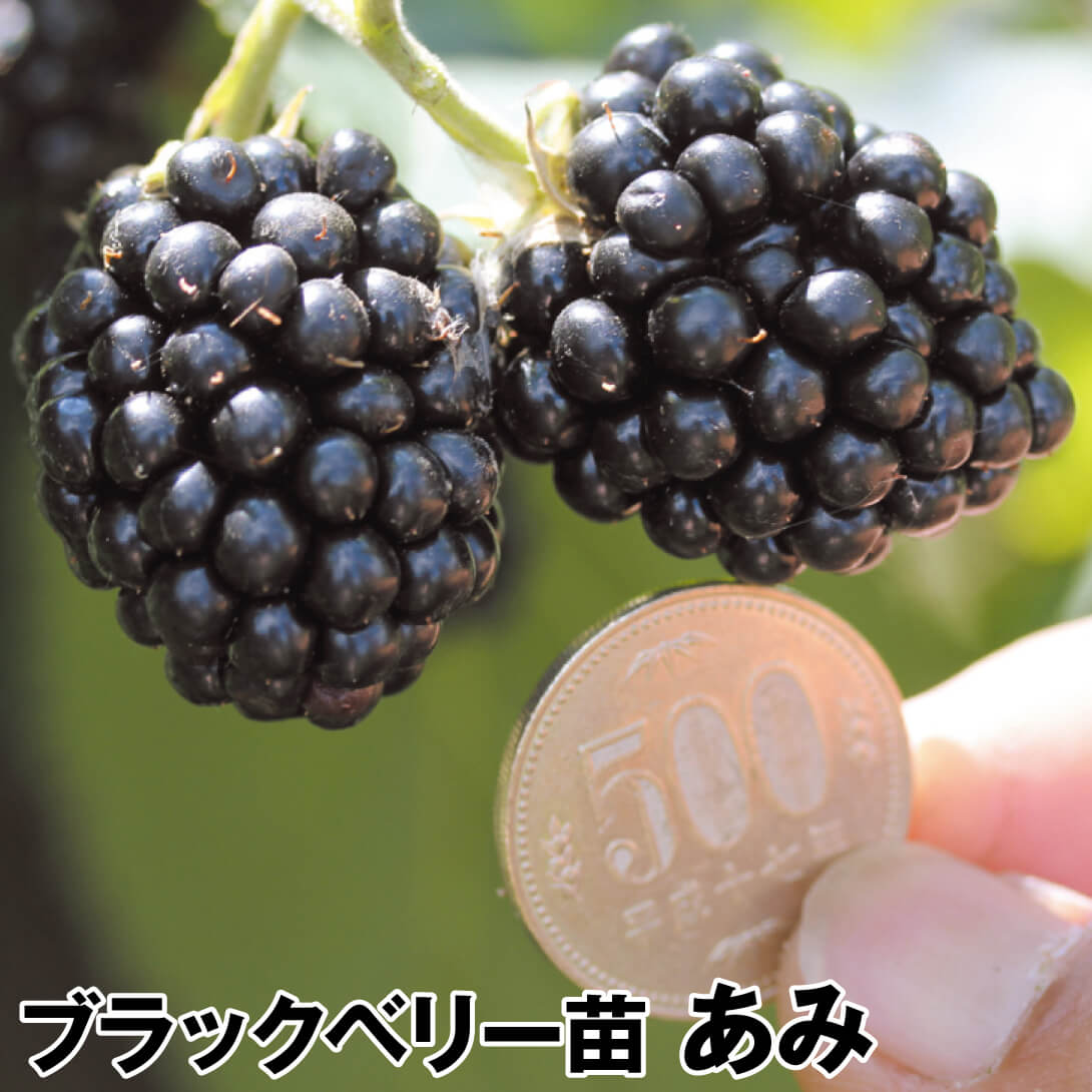 果樹苗 ブラックベリー あみ 1株