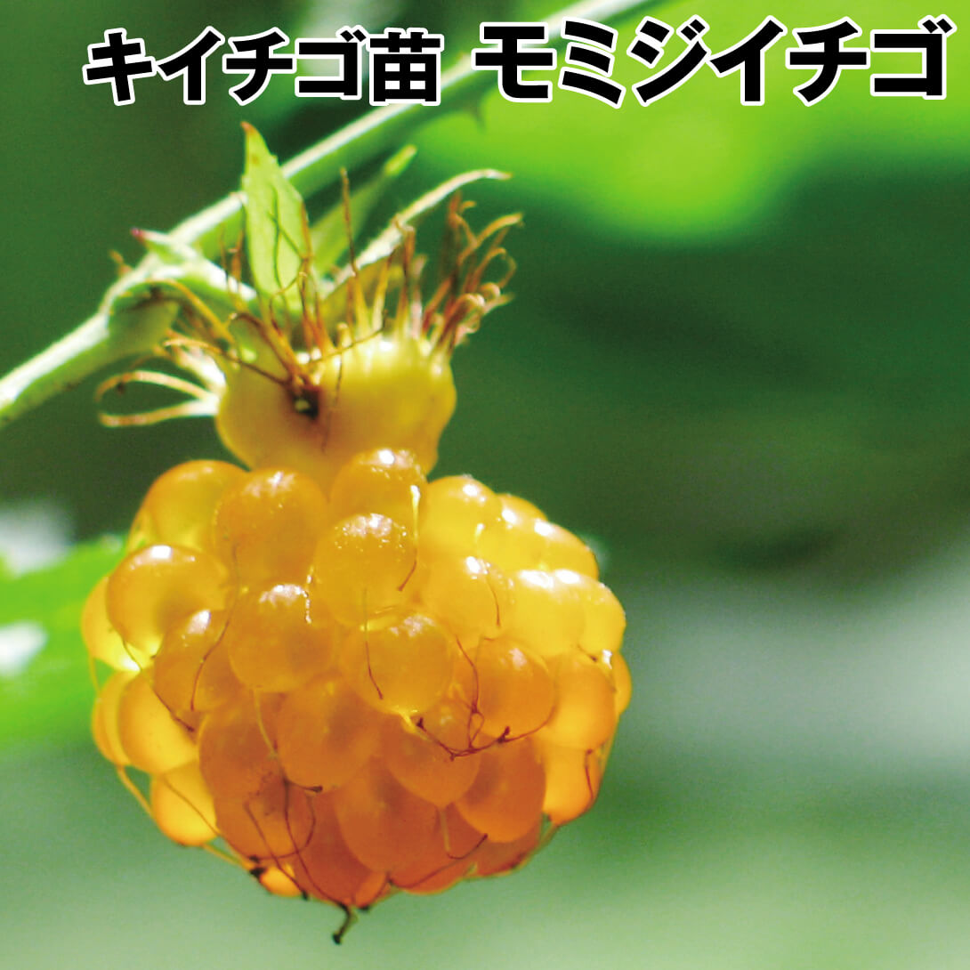 果樹苗 キイチゴ モミジイチゴ 1株