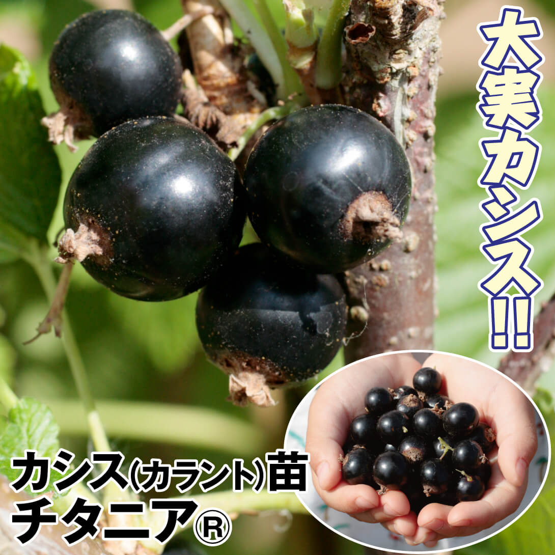 果樹苗 カシス（カラント） チタニアR 1株