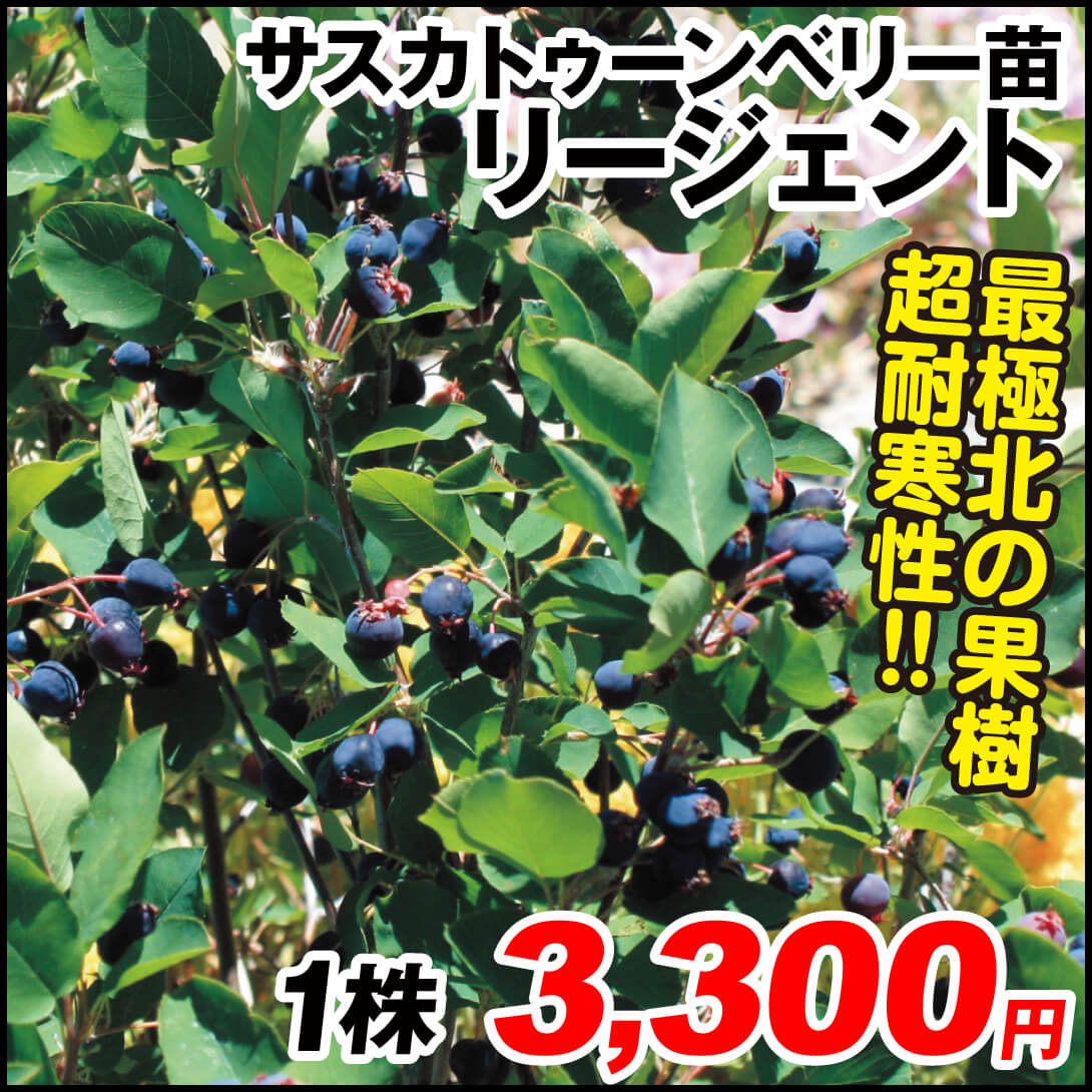 リージェント