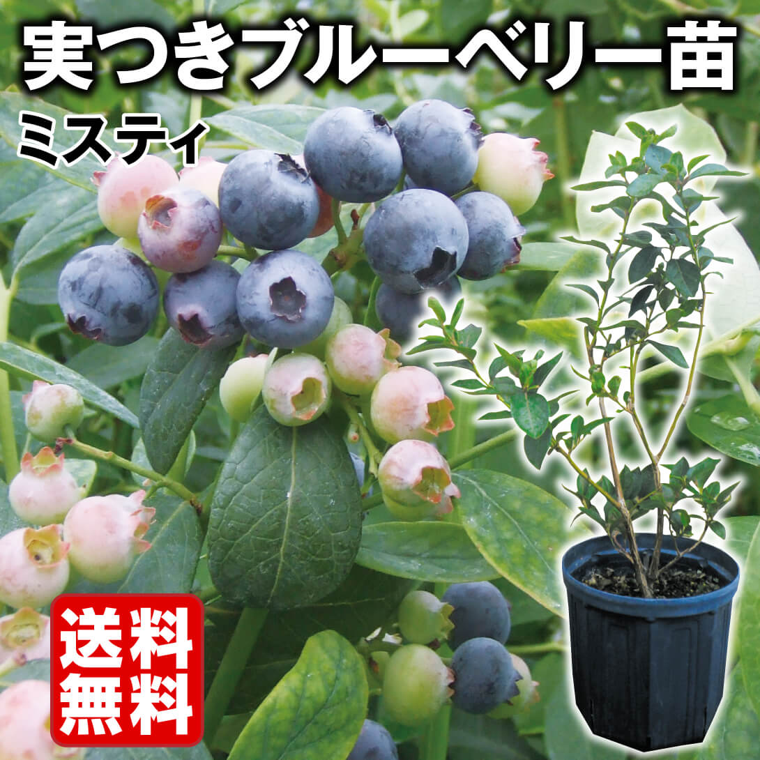 果樹苗 サザンハイブッシュ系ブルーベリー ミスティ実つき 1株 送料無料