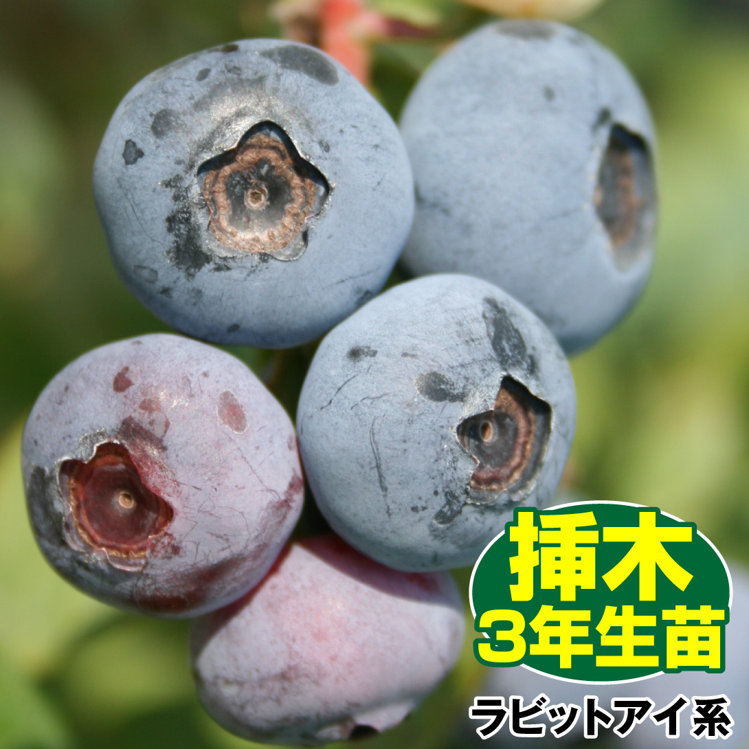 果樹苗 ラビットアイ系ブルーベリー ブルーシャワー 挿木3年生苗 1株 送料無料