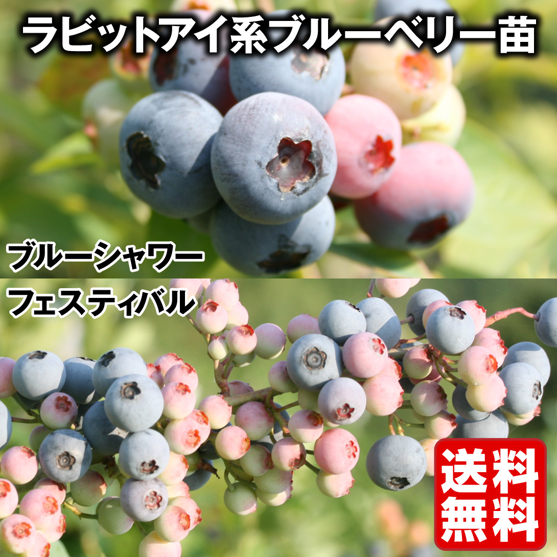 果樹苗 挿木3年生ブルーベリーEセット 2種2株 送料無料[限定特価]