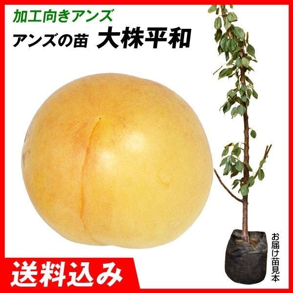 果樹苗 大株アンズ 大株平和 1株 送料込み