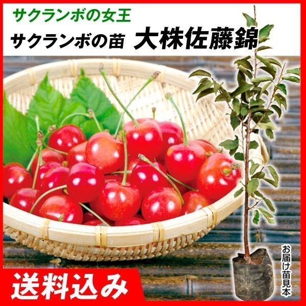 果樹苗 大株サクランボ 大株佐藤錦 1株 送料込み