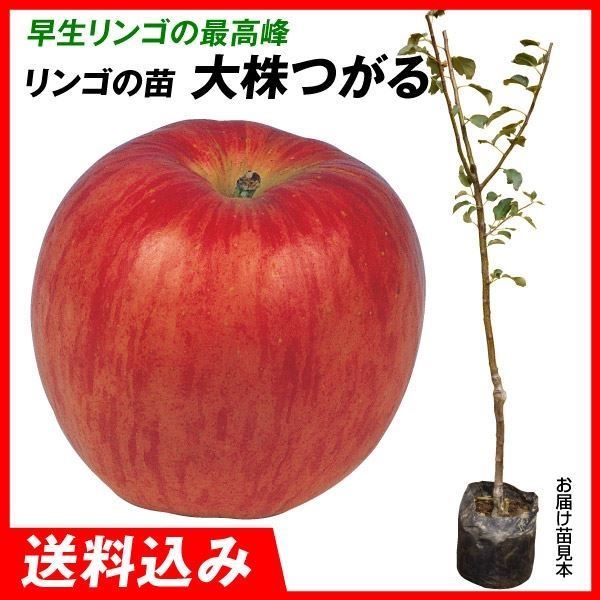 果樹苗 大株リンゴ 大株つがる 1株 送料込み