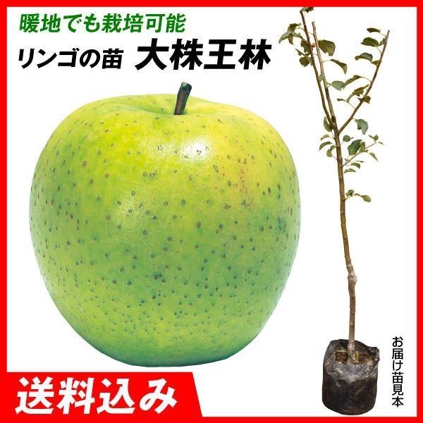 果樹苗 大株リンゴ 大株王林 1株 送料込み